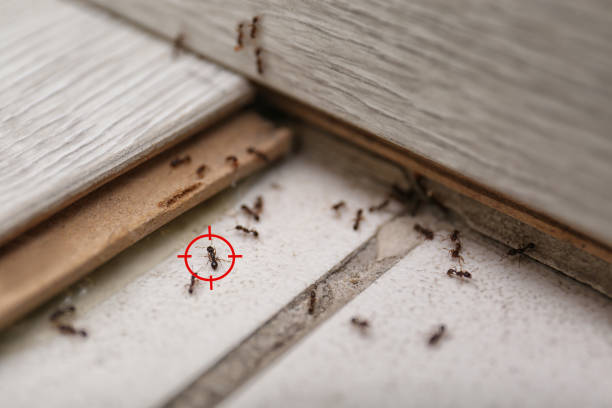 Best Best Pest Control Companies  in Canyon, TX
