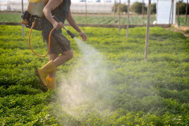 Best Ant Control Services  in Canyon, TX