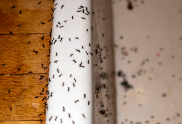Best Pest Prevention Services  in Canyon, TX