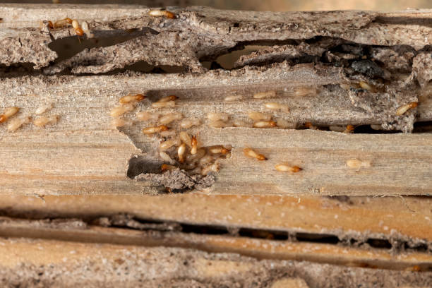 Best Bed Bug Extermination  in Canyon, TX