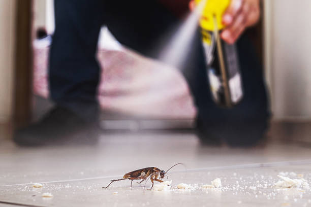 Reliable Canyon, TX Pest Control Solutions